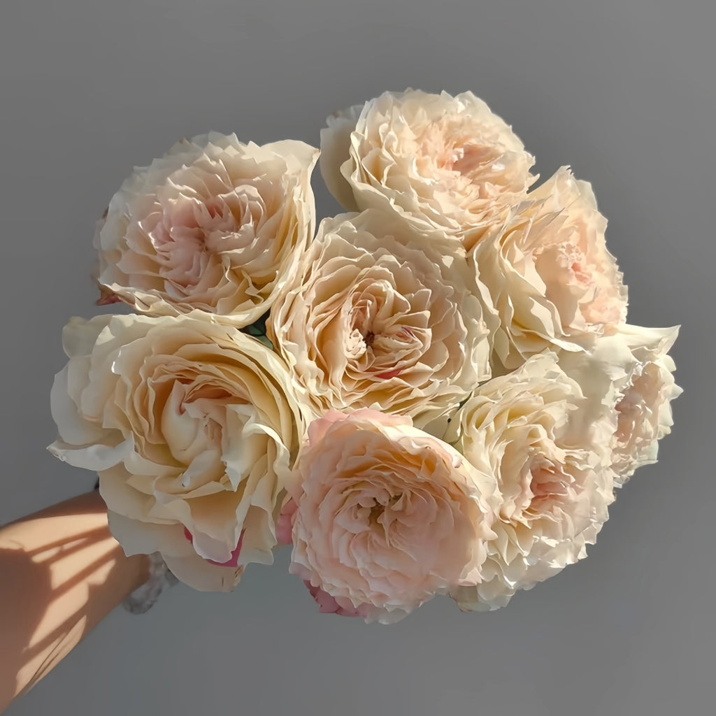 Cream Peach Rose