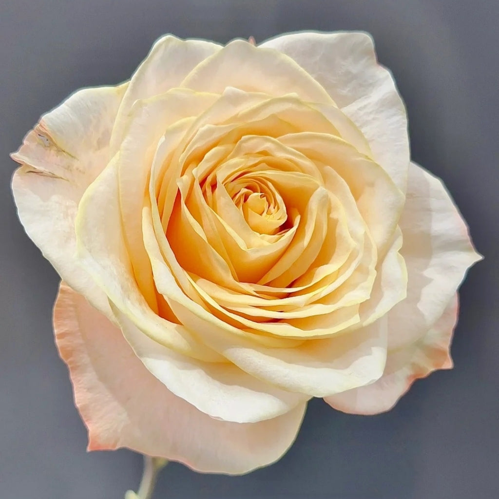 Cream Puff Rose