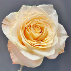 Cream Puff Rose