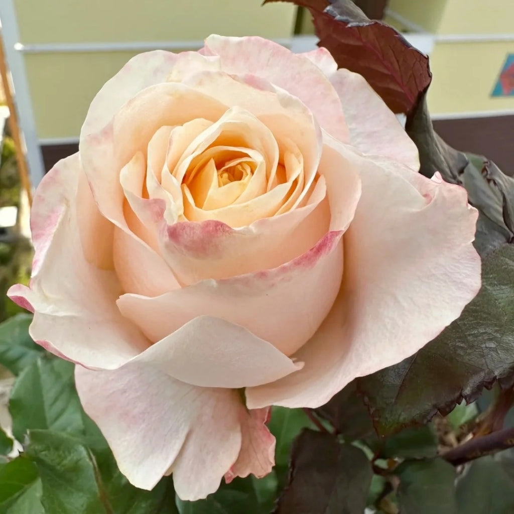 Cream Puff Rose