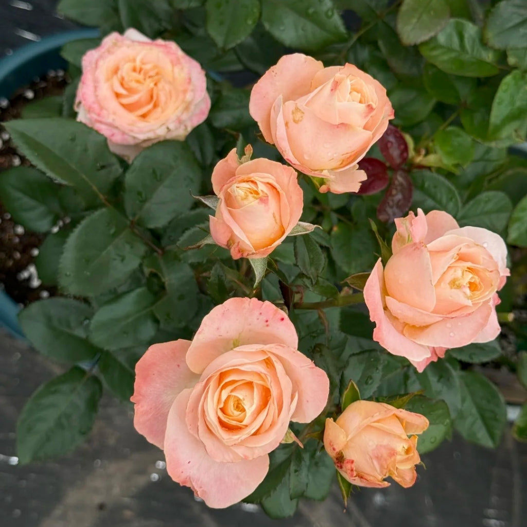 Rose Moda Su Cream Su Rose – Rosesplant
