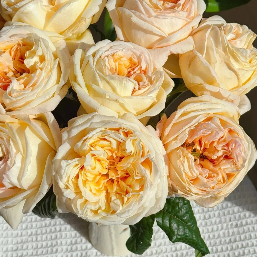 Cream X-Pression Rose