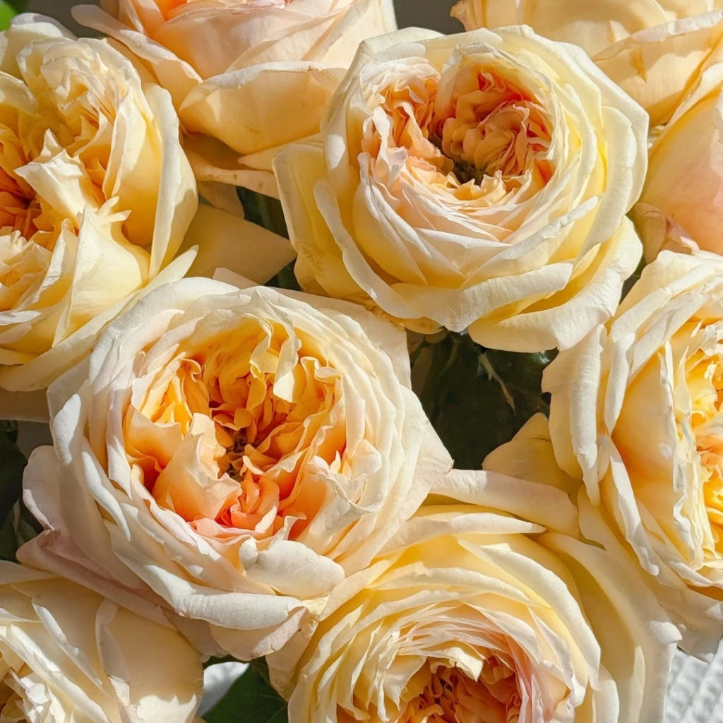 Cream X-Pression Rose