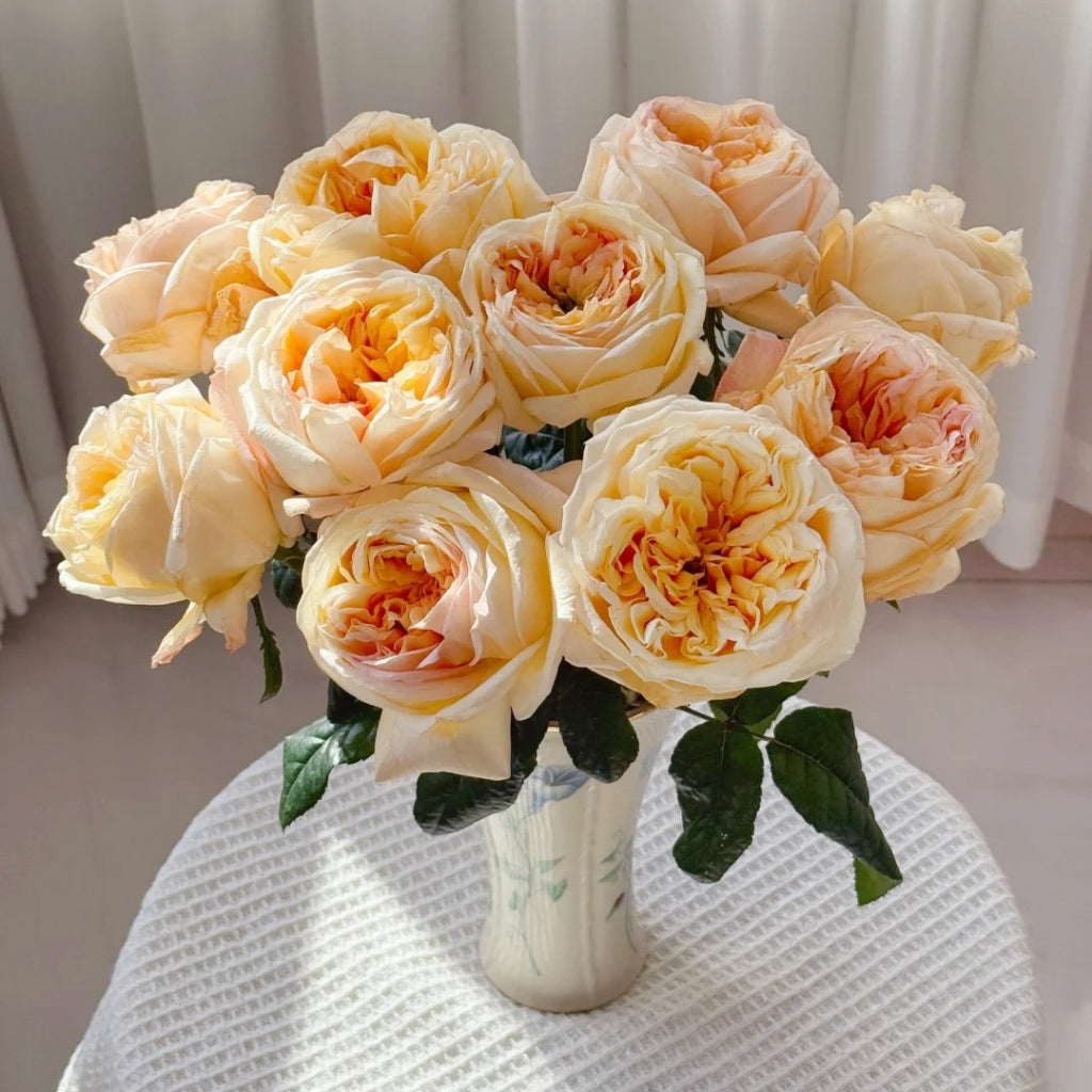 Cream X-Pression Rose