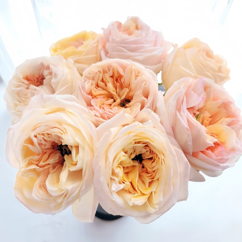 Cream X-Pression Rose