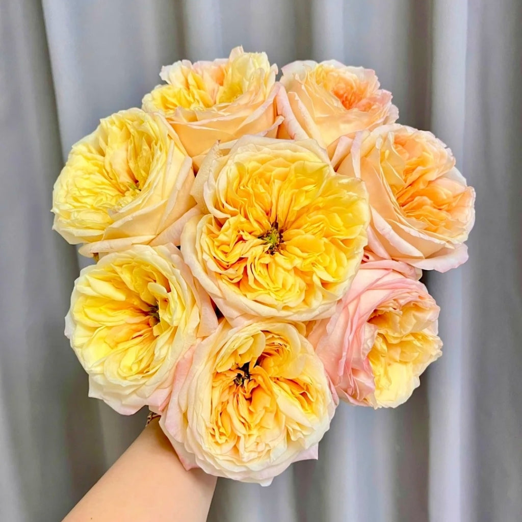 Cream X-Pression Rose