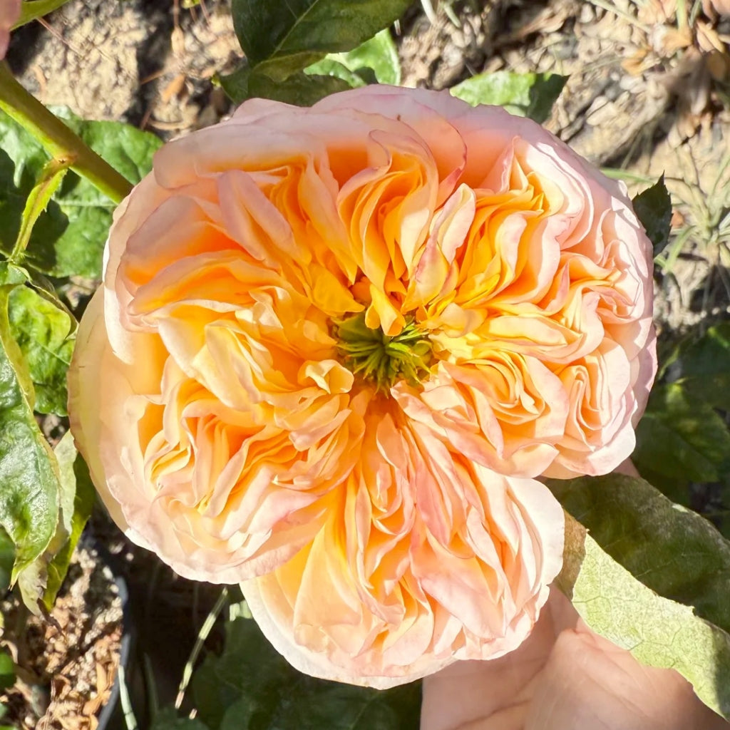 Cream X-Pression Rose