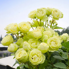 Creamy Eden Rose