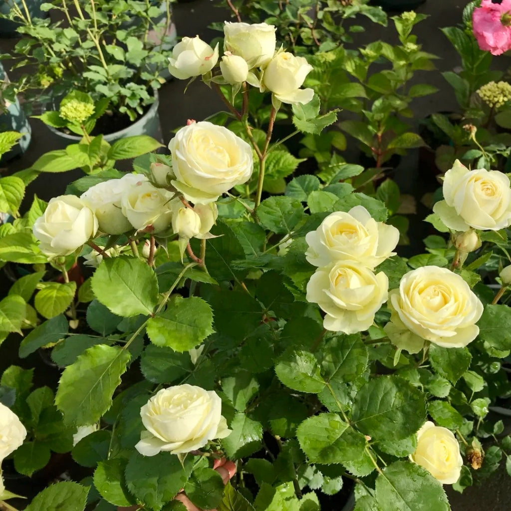 Creamy Eden Rose