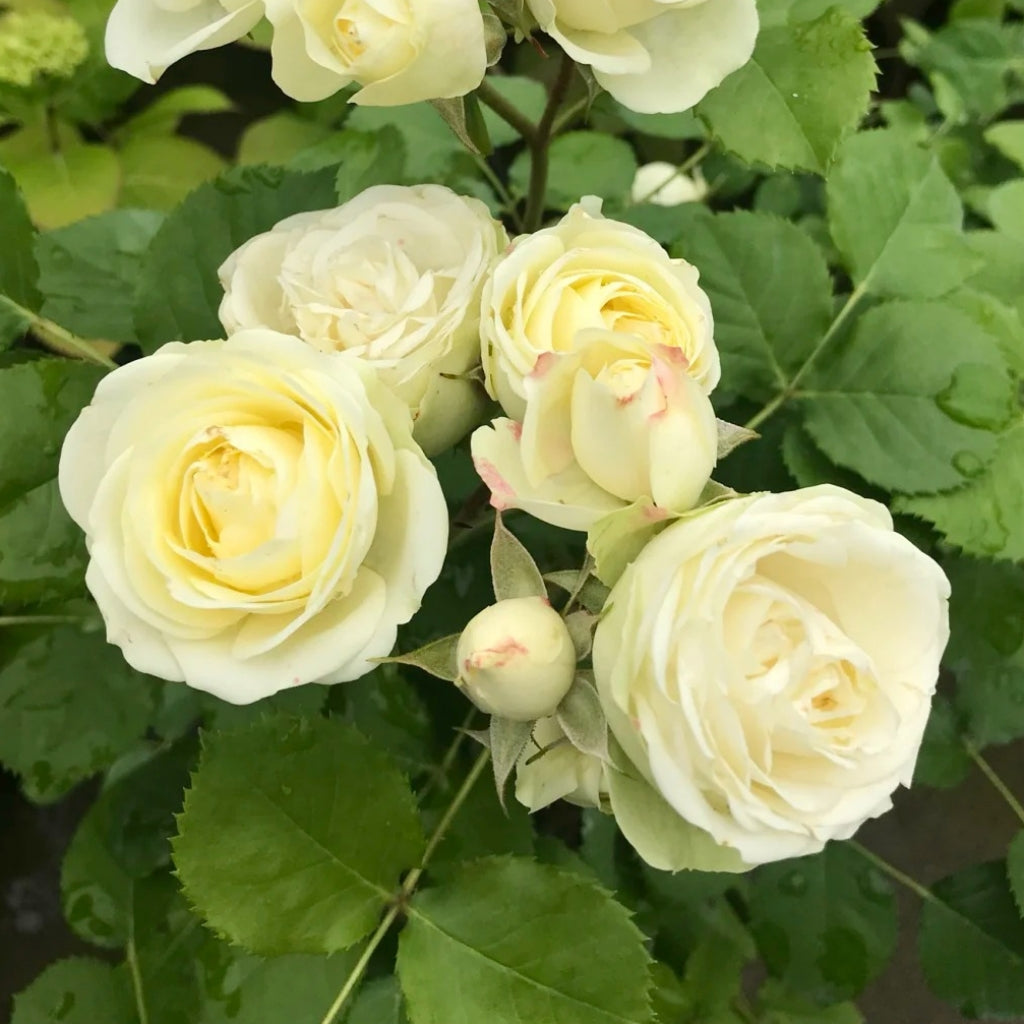 Creamy Eden Rose