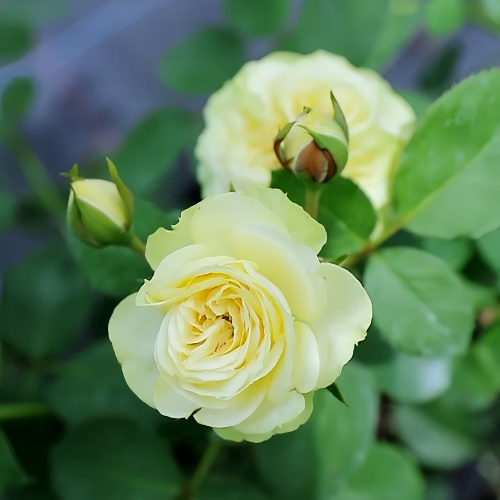 Creamy Eden Rose