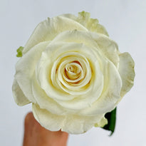 Beginner’s Guide to Caring for Toffee Roses – Rosesplant