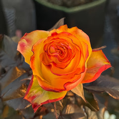 Dakar Rose