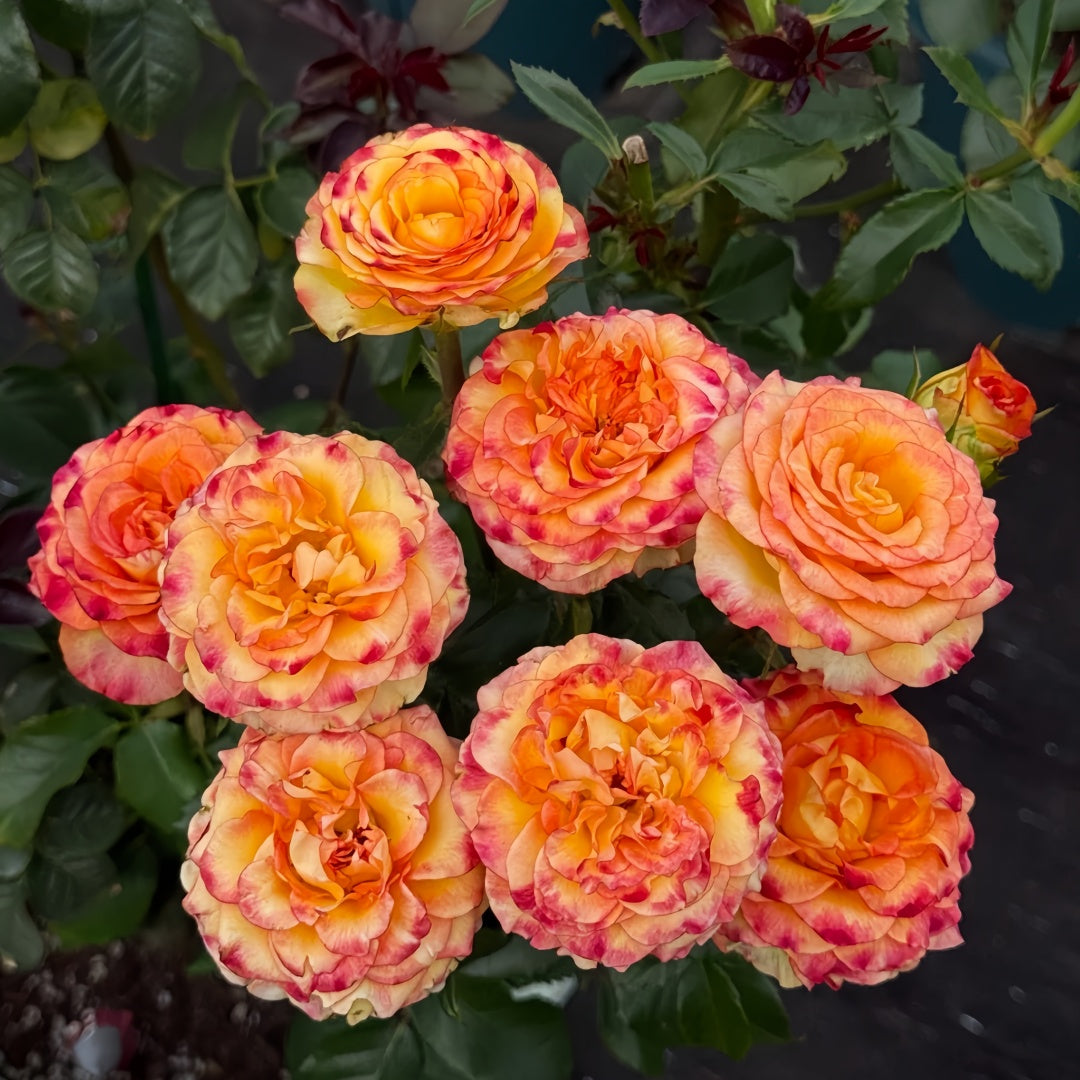 Dakar Rose