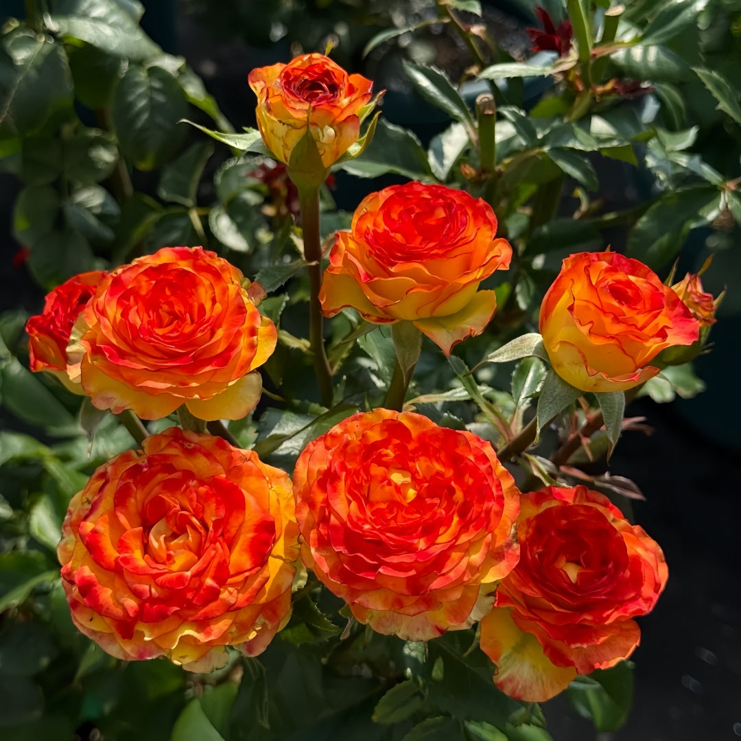 Dakar Rose
