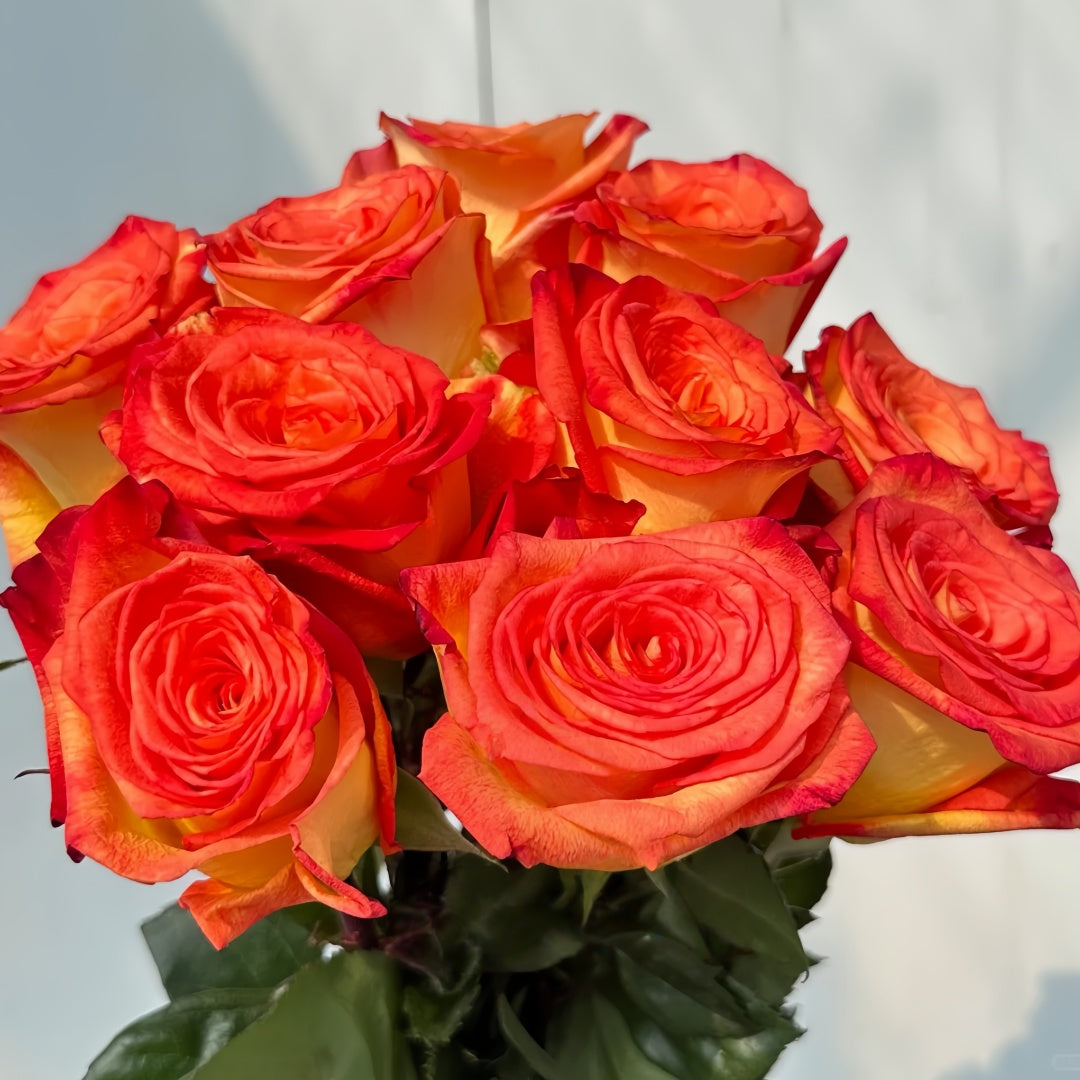 Dakar Rose