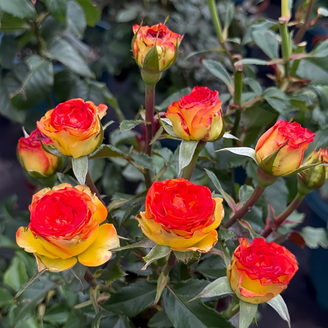 Dakar Rose
