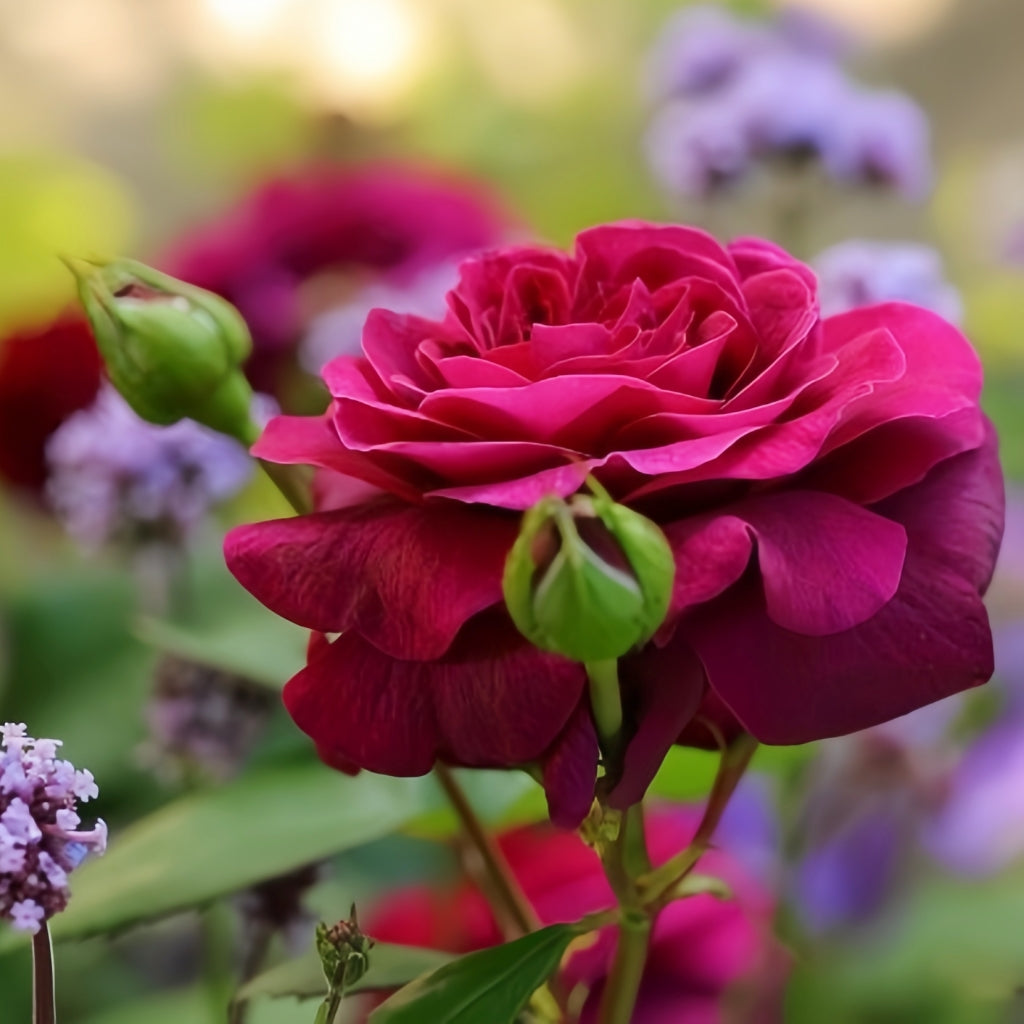 Deep Secret Rose
