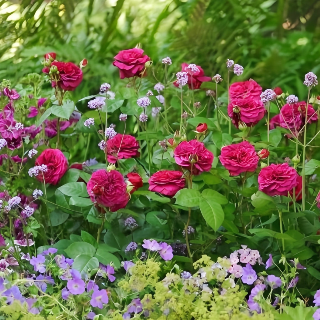 Deep Secret Rose