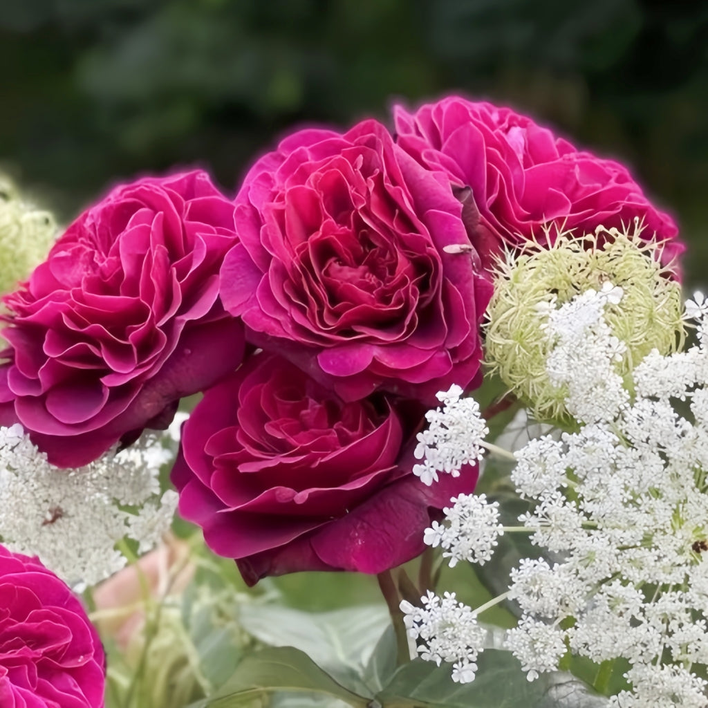 Deep Secret Rose