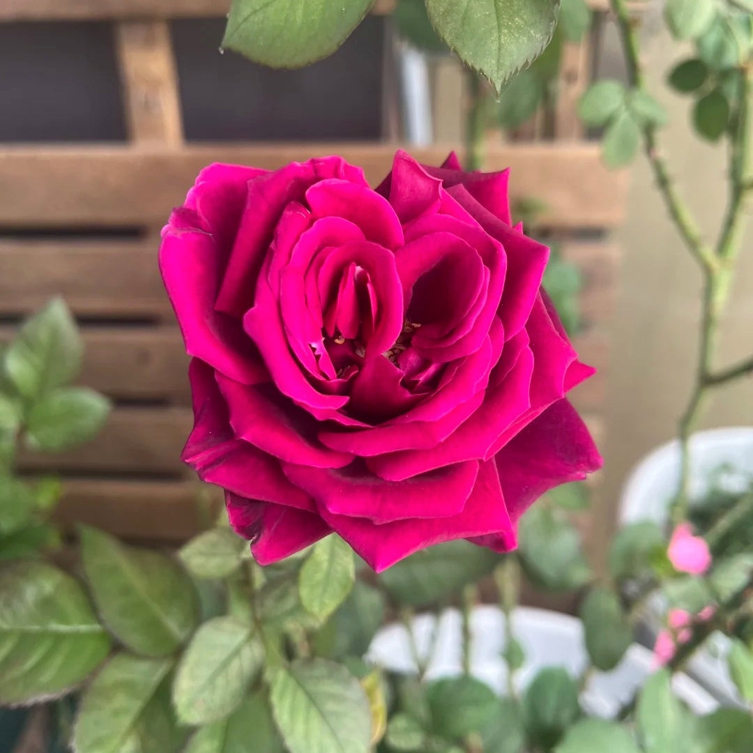 Deep Secret Rose