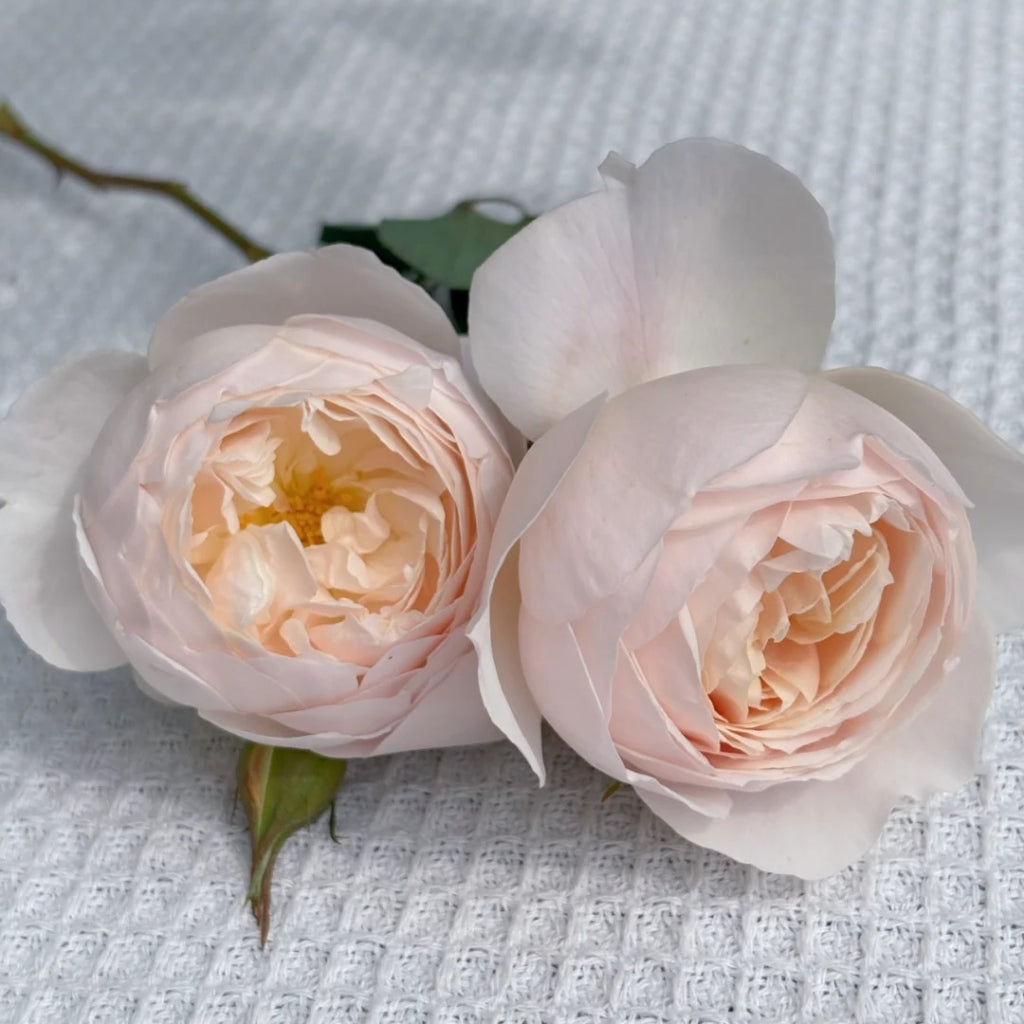 Desdemona Rose