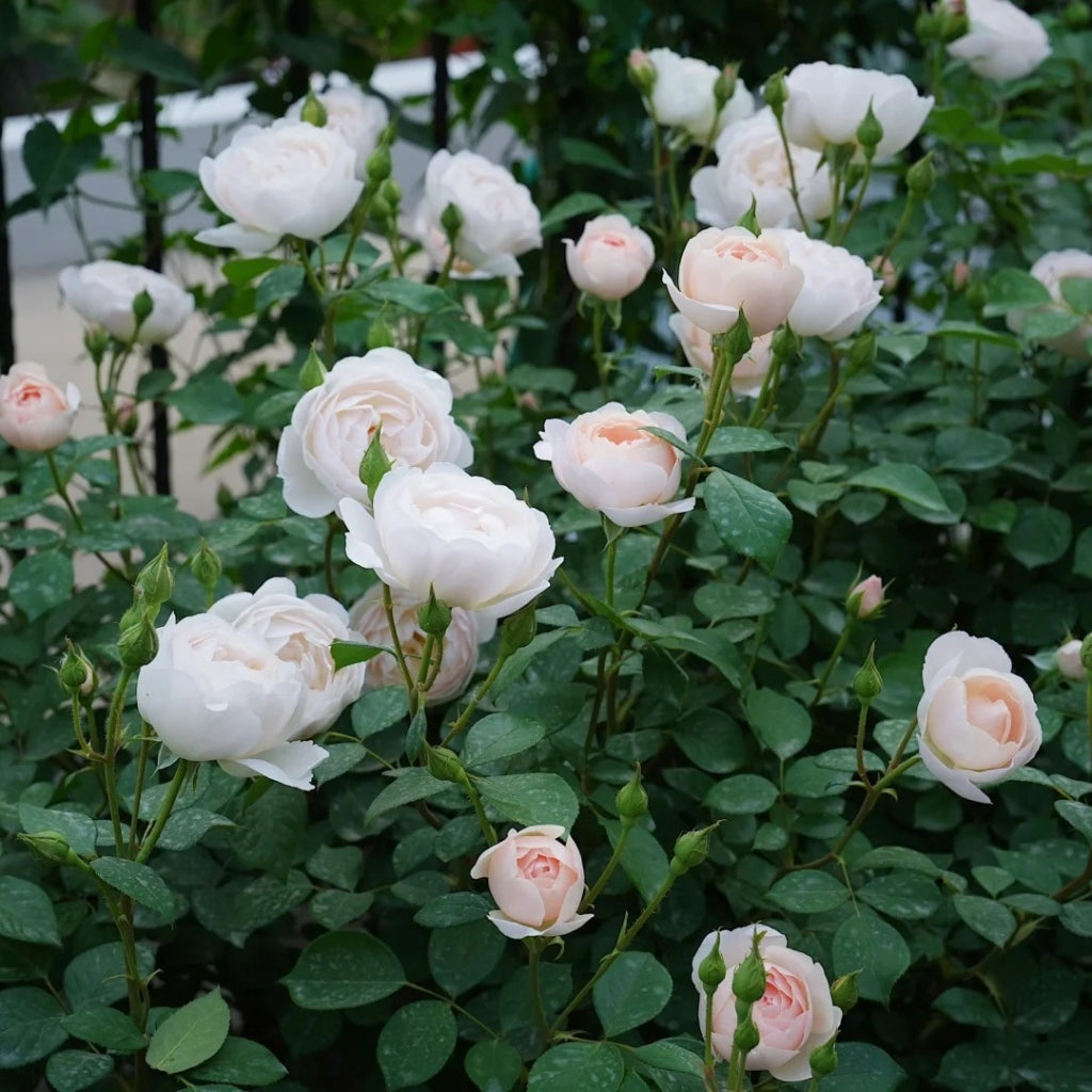 Desdemona Rose