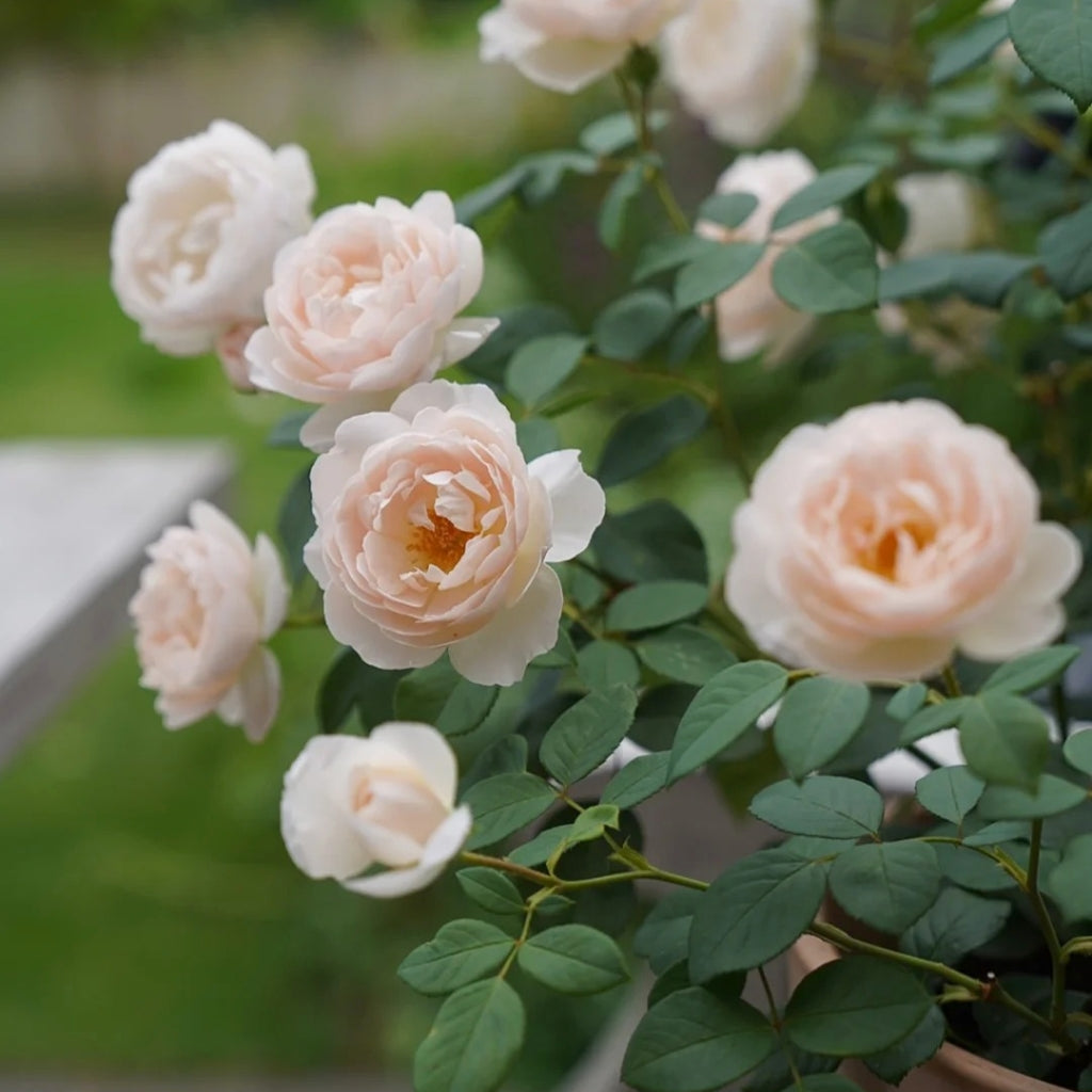 Desdemona Rose