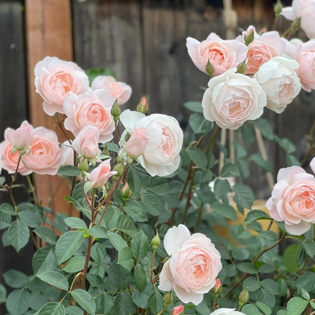Desdemona Rose