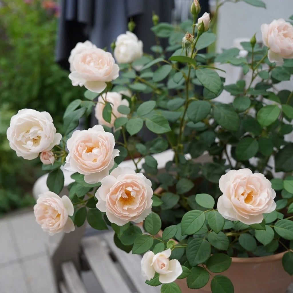 Desdemona Rose