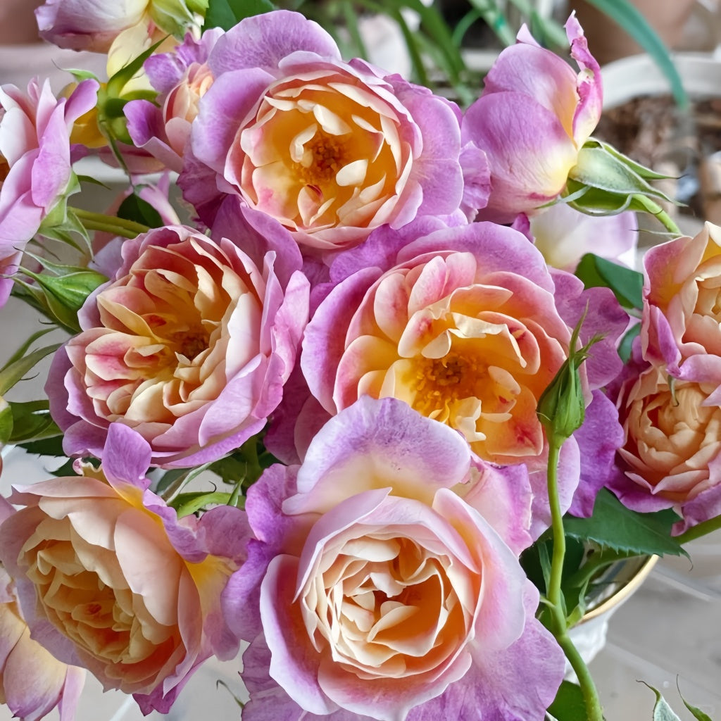 Pink'N Pretty Rose – Rosesplant