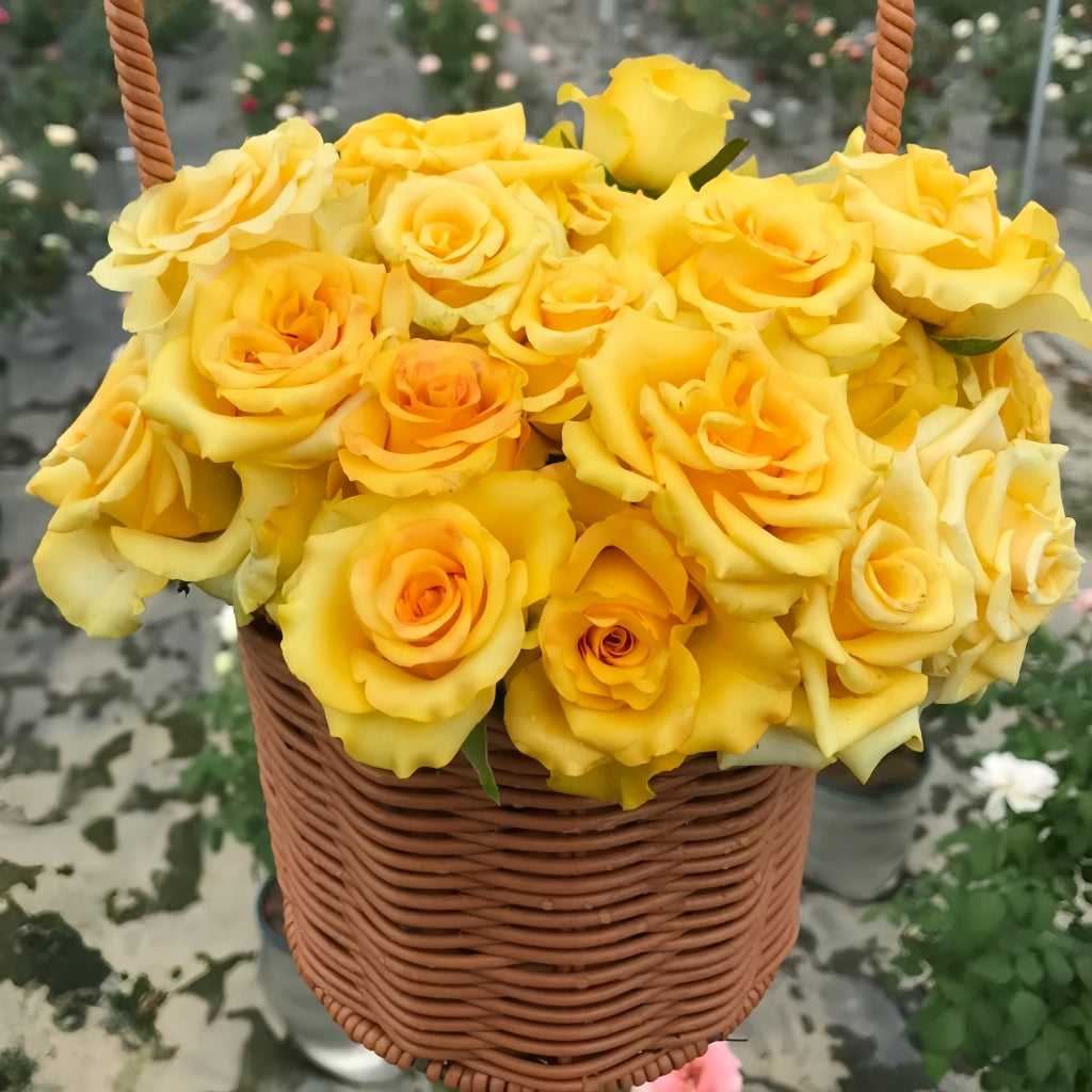 Diablo Rose