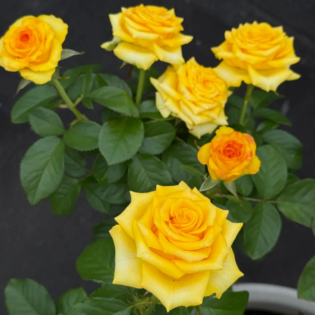 Diabolical Roses Diablo Rose – Rosesplant