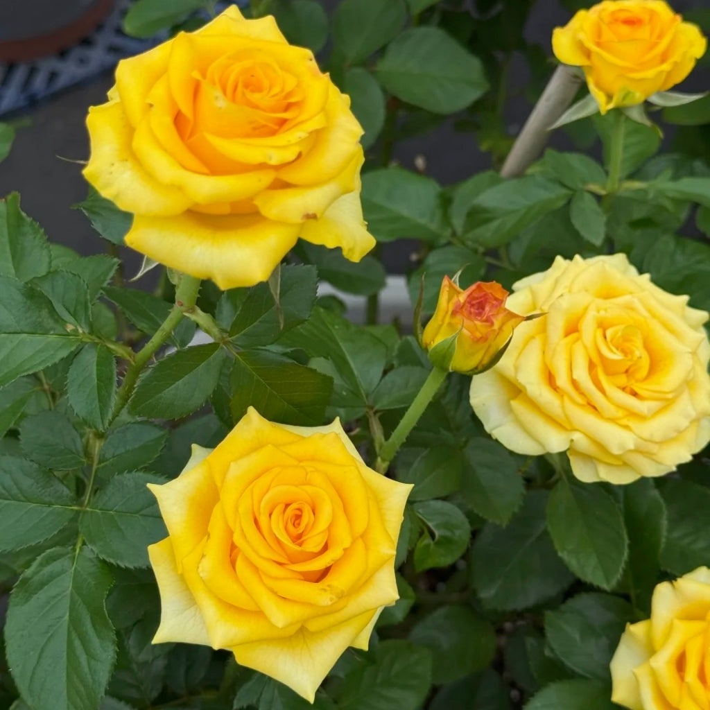 Diablo Rose