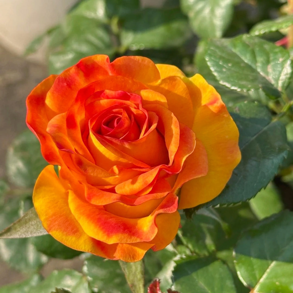 Diablo Rose