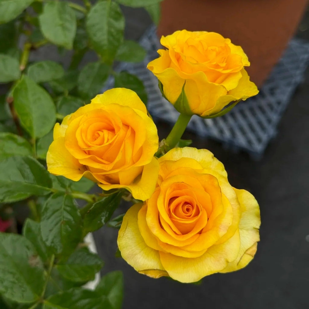 Diablo Rose