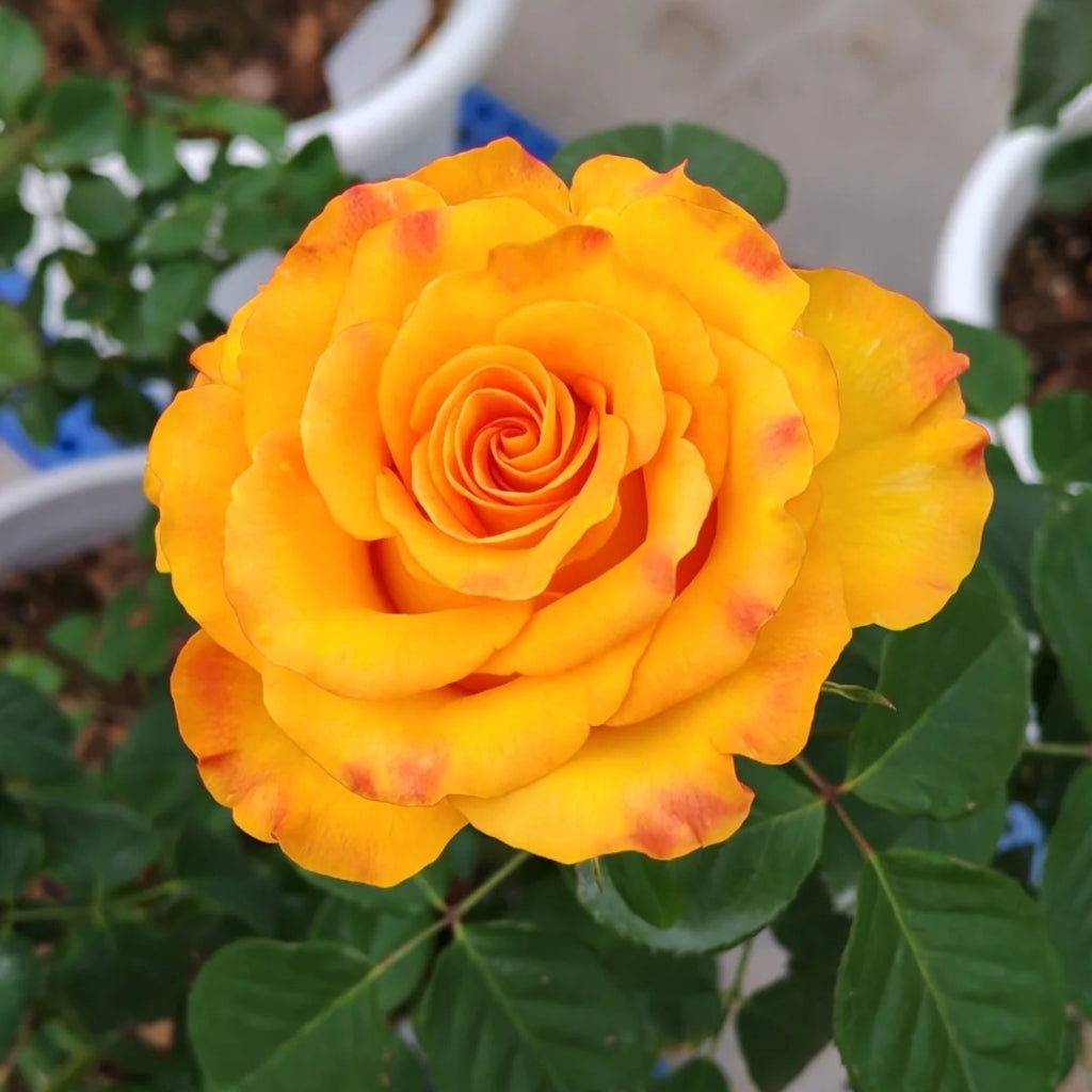 Diablo Rose