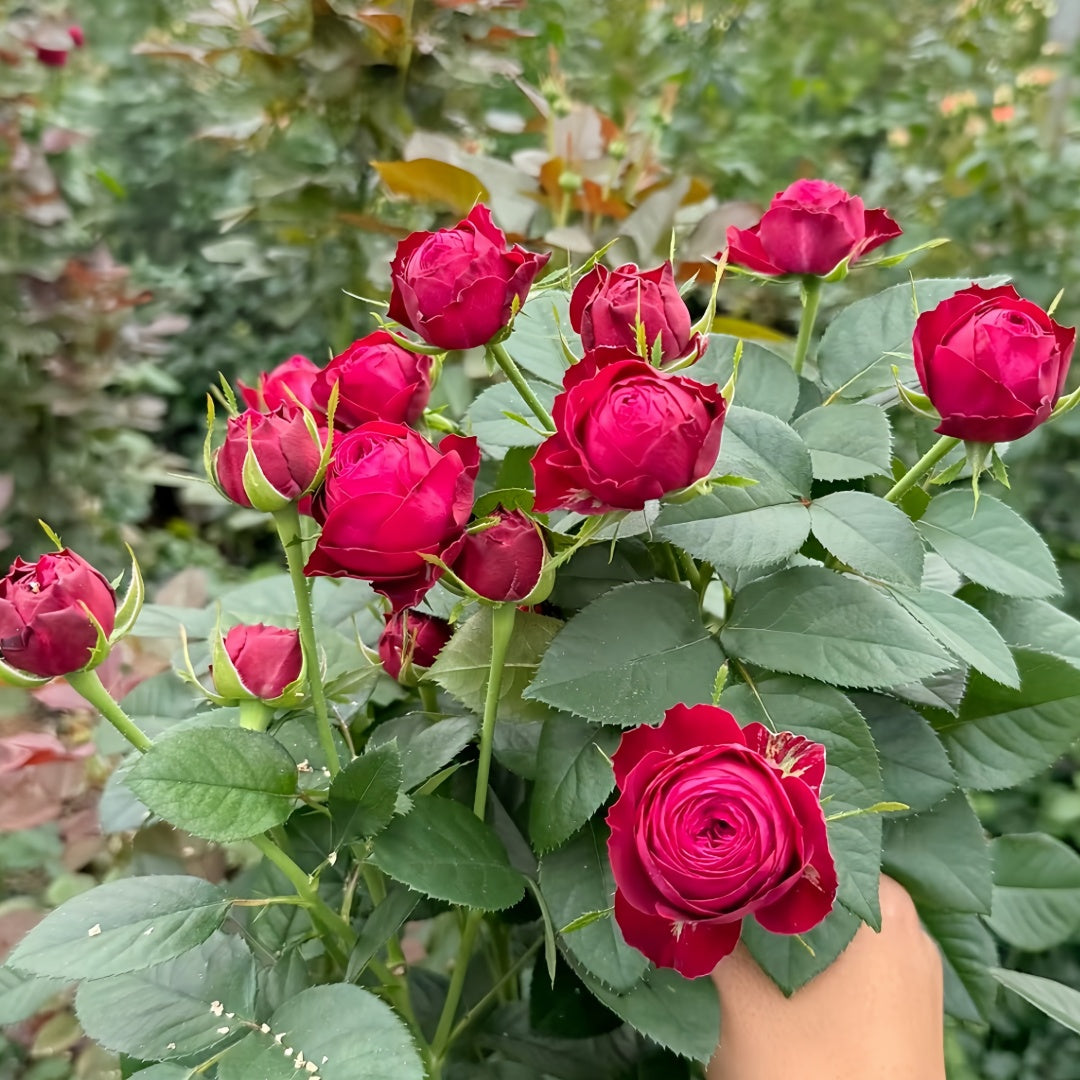Dima Bombastic Dima Bombastic Rose – Rosesplant