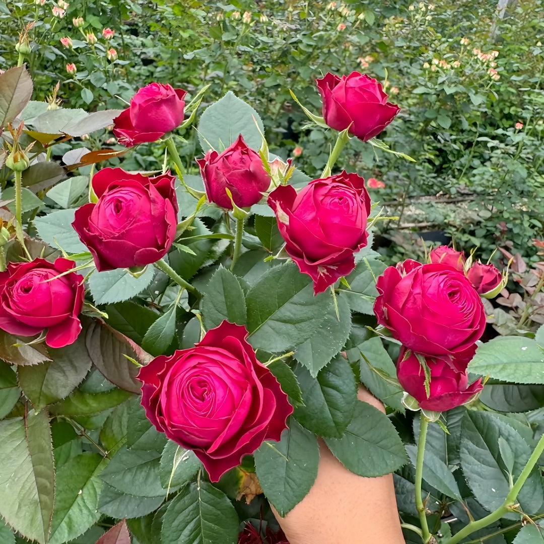 Dima Bombastic Dima Bombastic Rose – Rosesplant