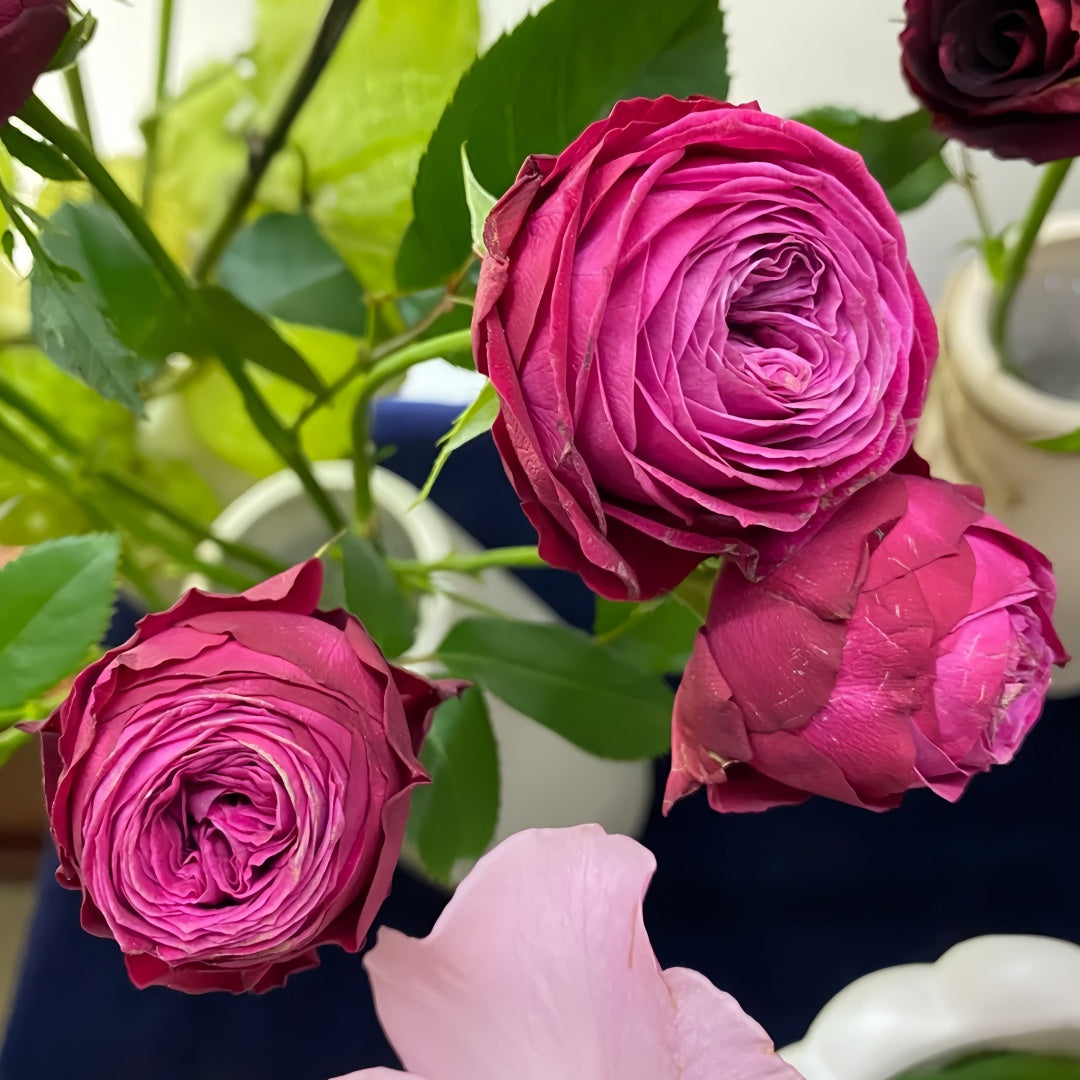 Dima Bombastic Dima Bombastic Rose – Rosesplant
