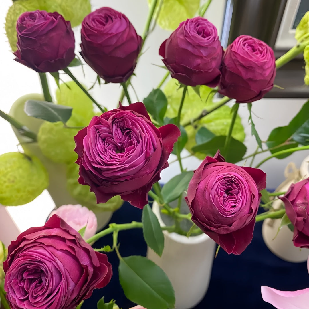Dima Bombastic Dima Bombastic Rose – Rosesplant