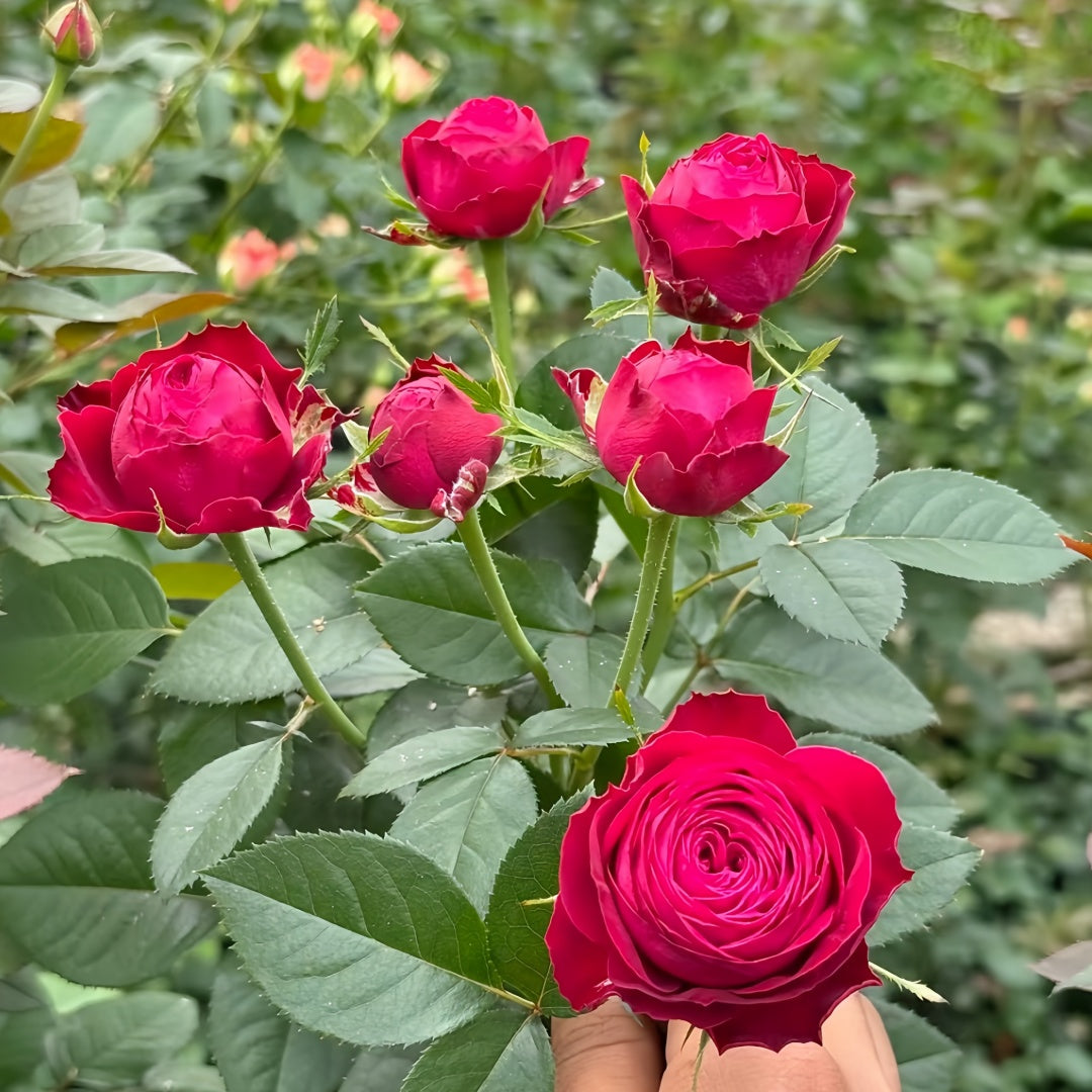 Bombastic Roses Dima Bombastic Rose – Rosesplant