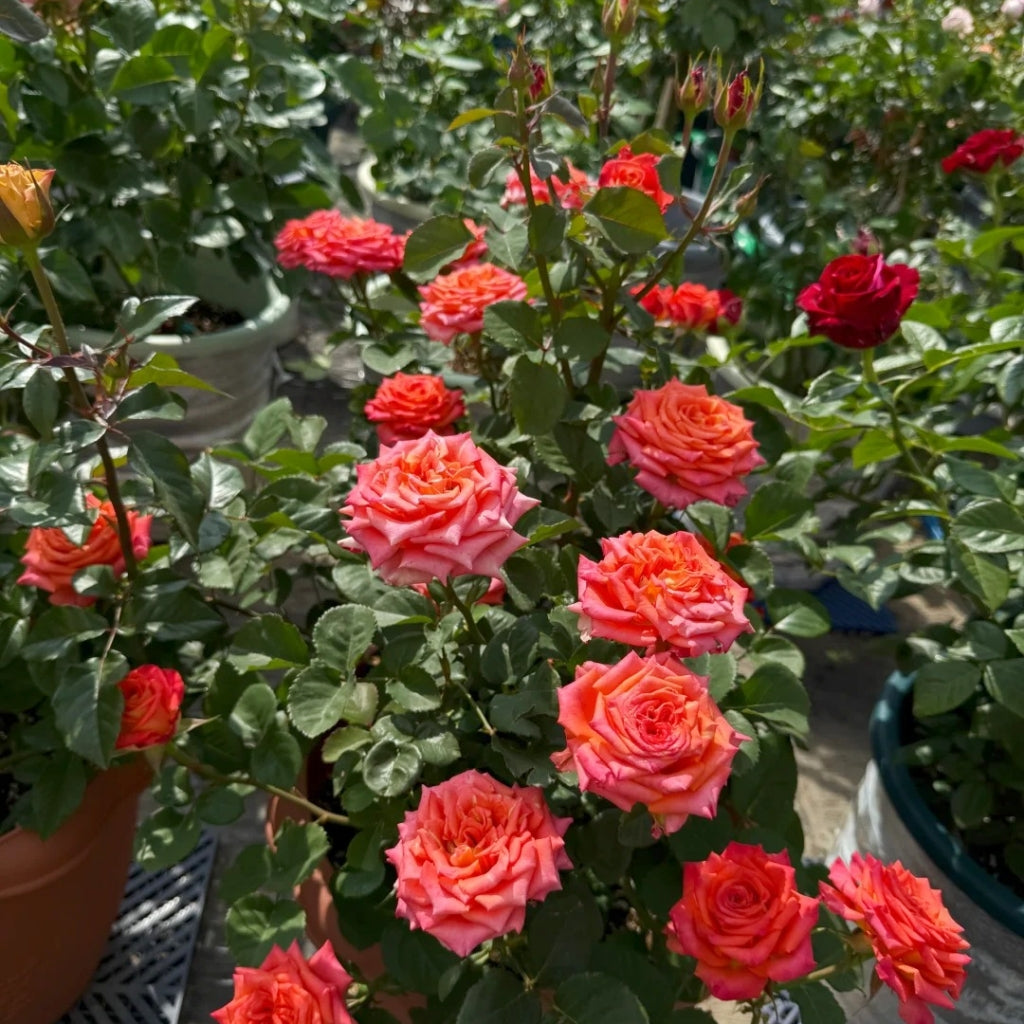 Ditty Rose
