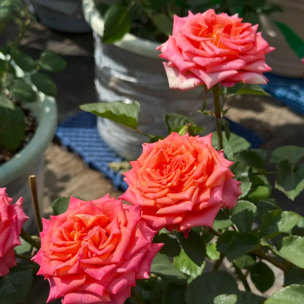 Ditty Rose