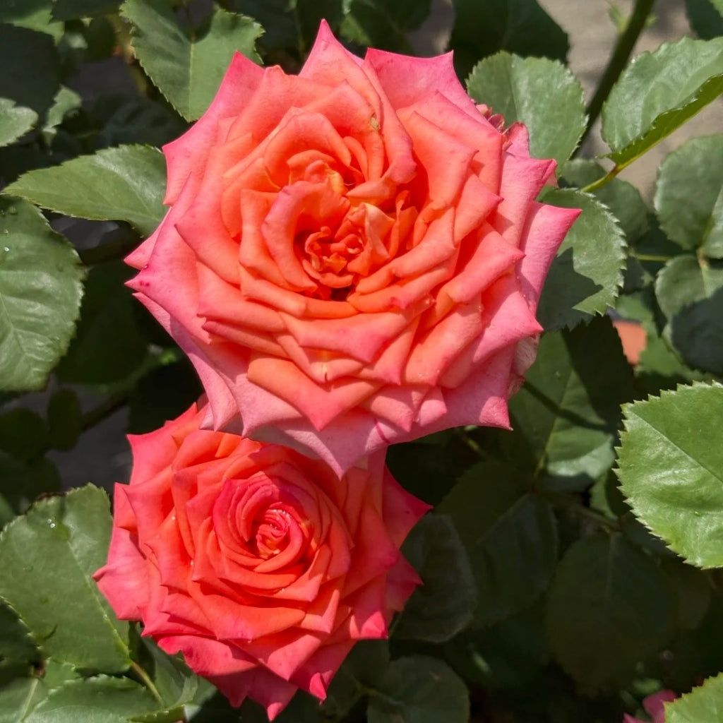 Ditty Rose