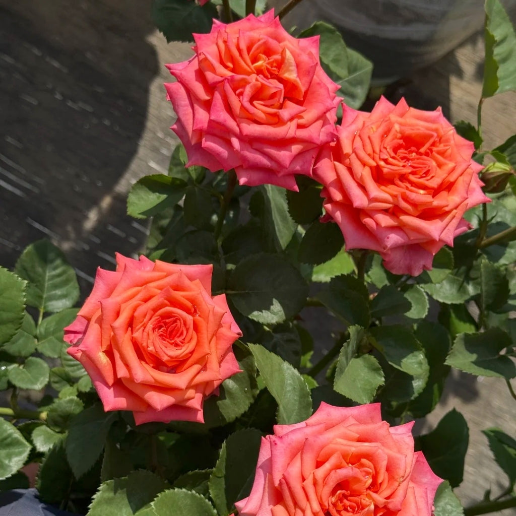 Ditty Rose