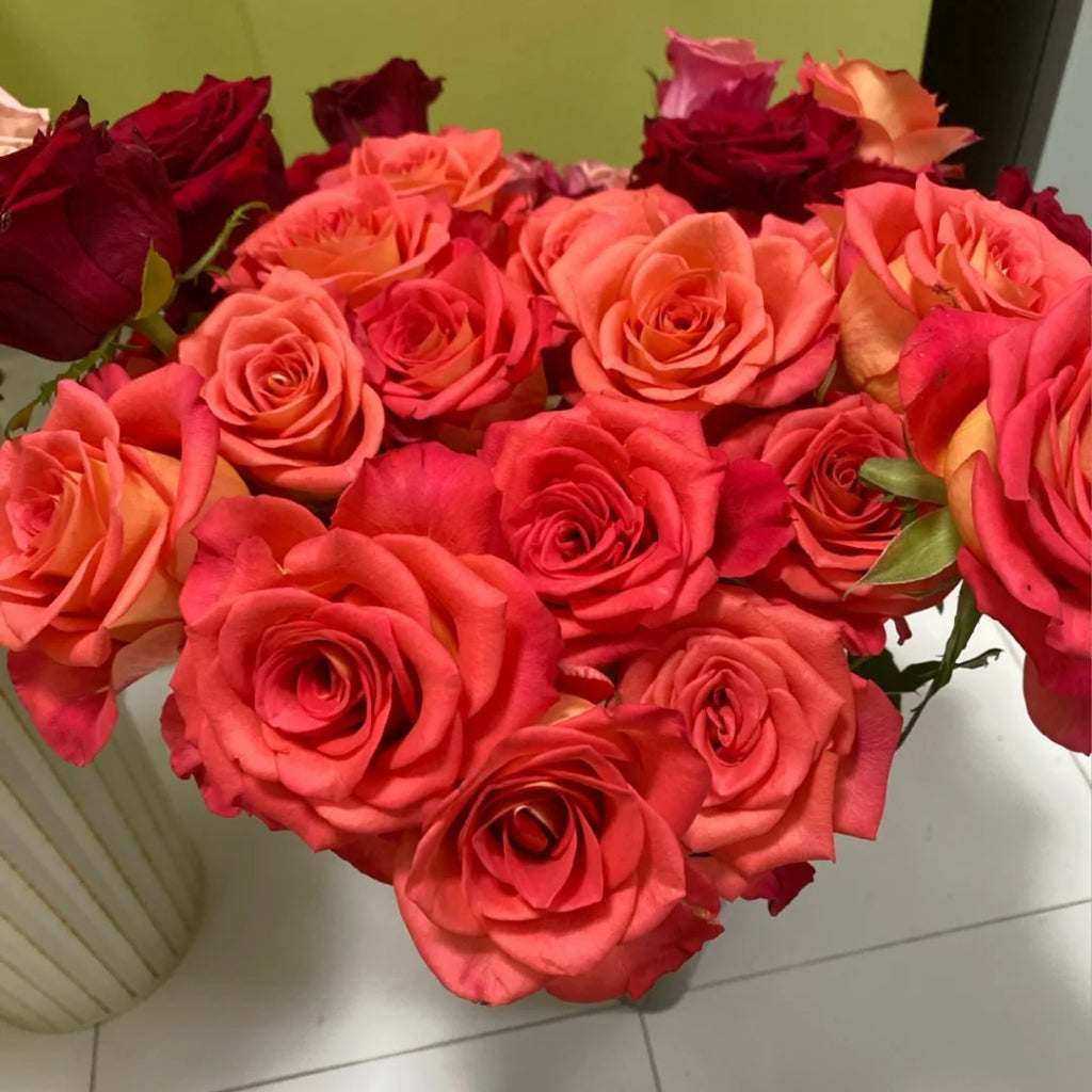Ditty Rose