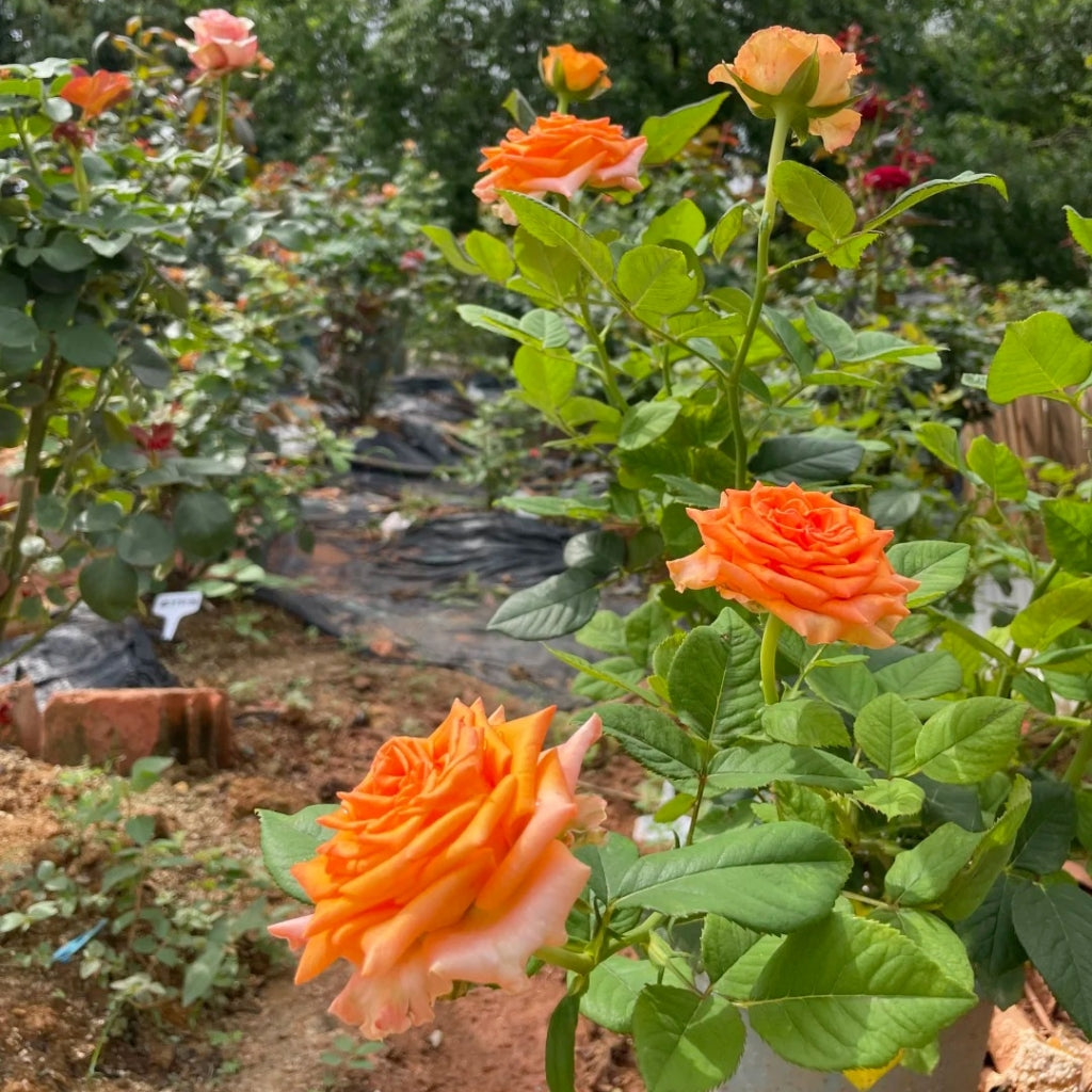 Diya's Fire Rose