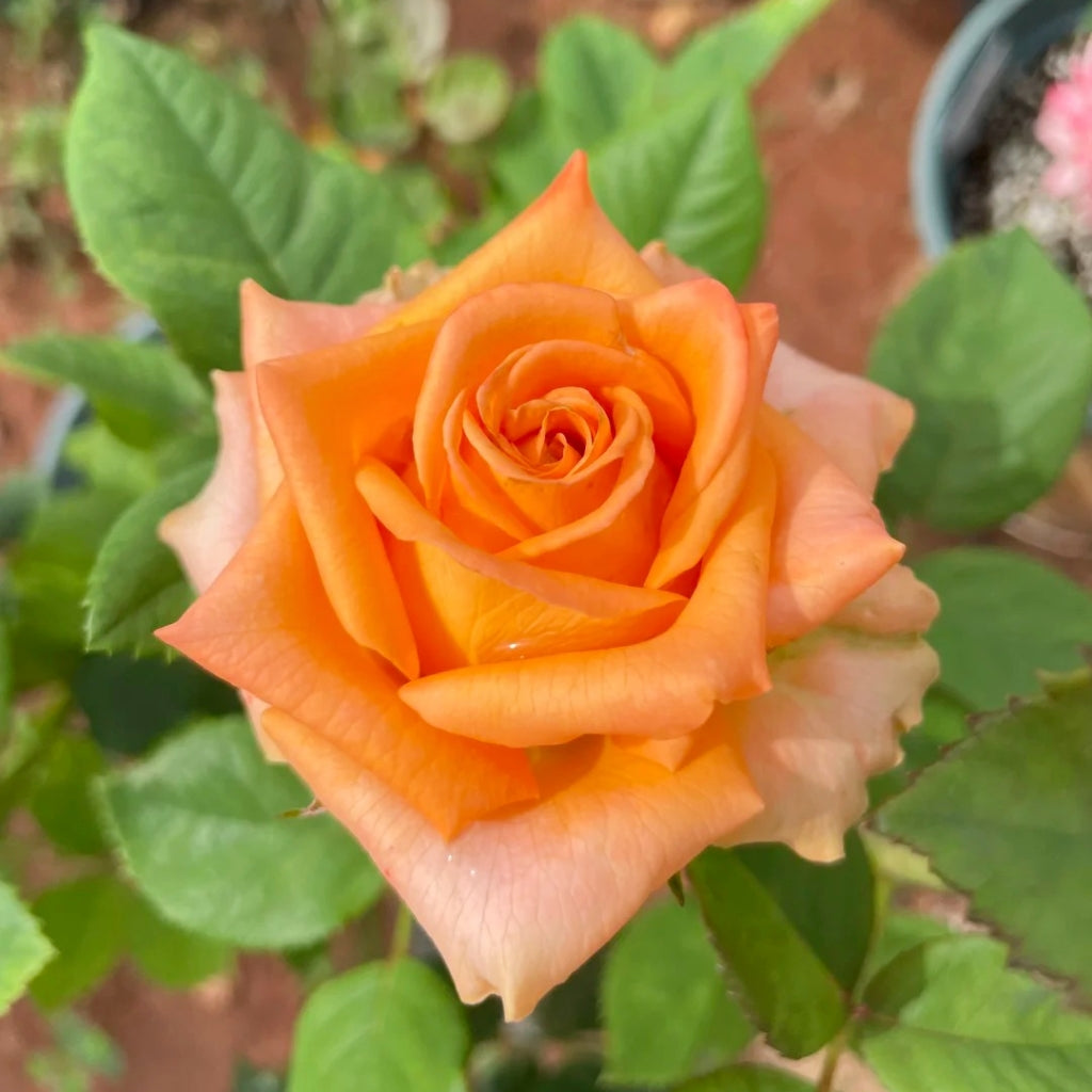 Diya's Fire Rose