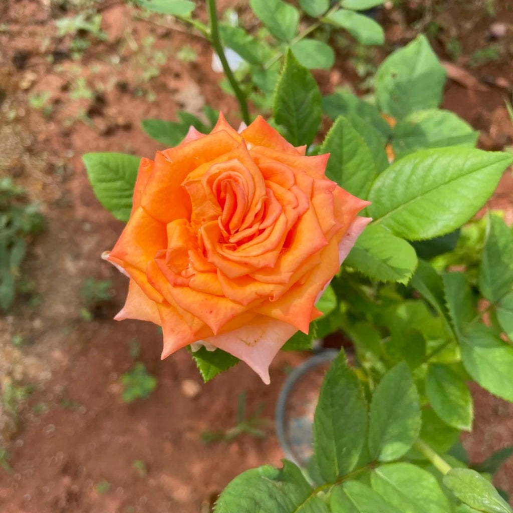 Diya's Fire Rose